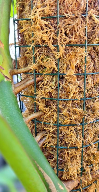 Braune Wurzeln wachsen durch ein Gitter an einer Pflanzenstütze.